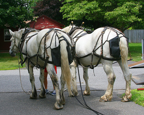 Horse Diaper